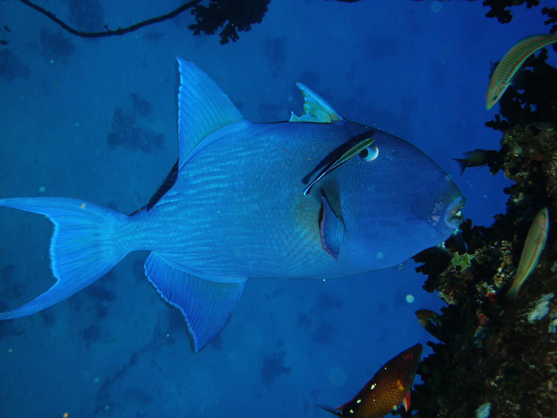 Pseudobalistes fuscus (Pesce balestra marezzato)